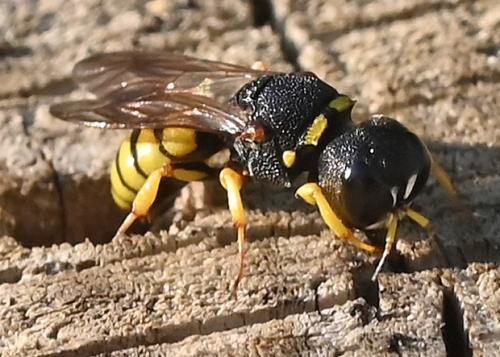 Lestica clypeata